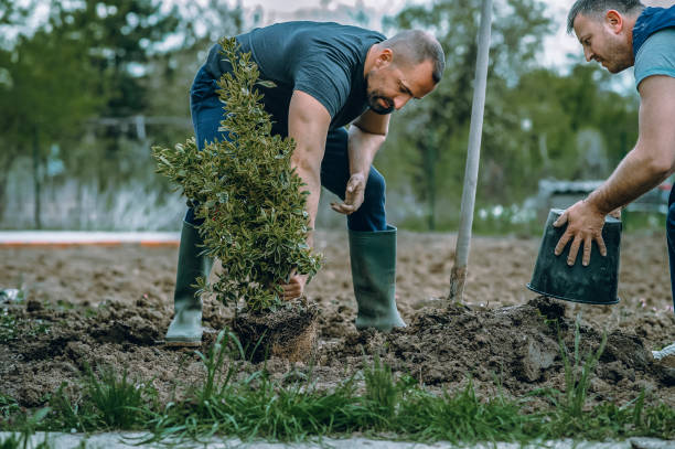 Best Commercial Tree Services  in Washburn, ND